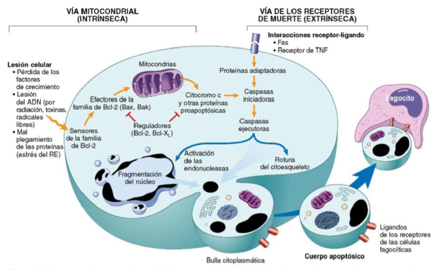 apoptosis