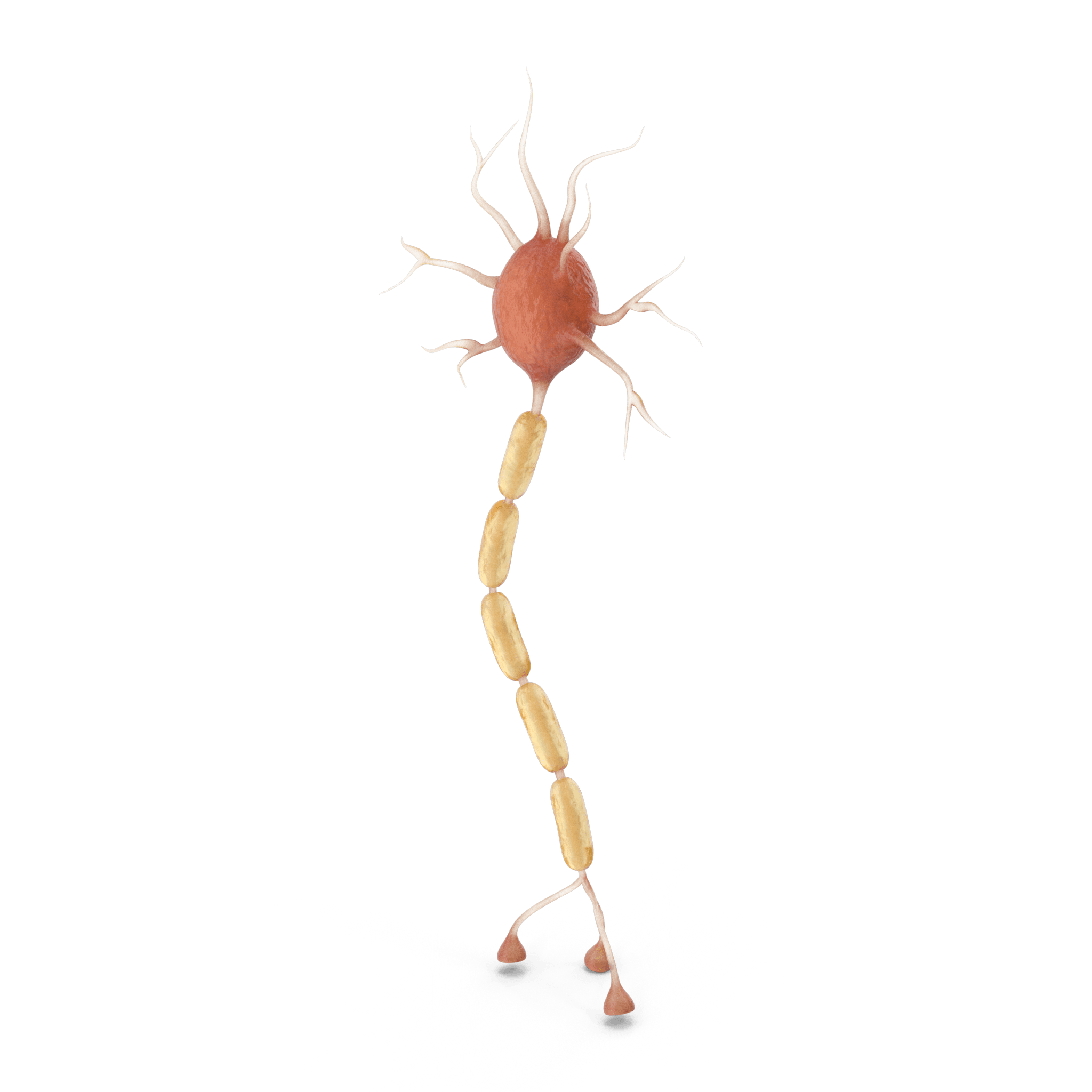 Descubriendo El Poder De La Mielina En El Sistema Nervioso NeuroAiD 