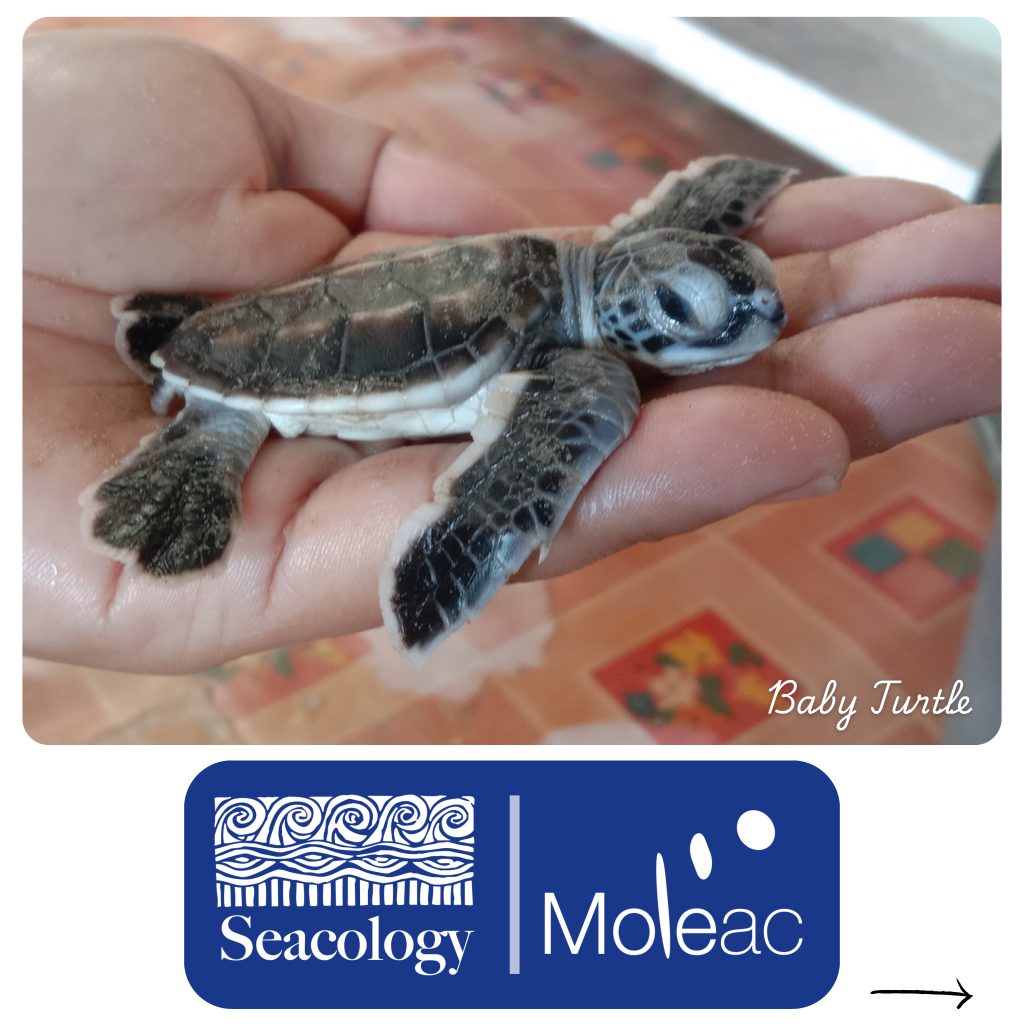 Protecting the unique habitats Seacology Page 1