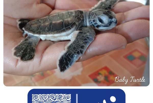 Protecting Endangered Turtles in Pitas Laut: A Community Story of Hope 2 Protecting the unique habitats Seacology Page 1