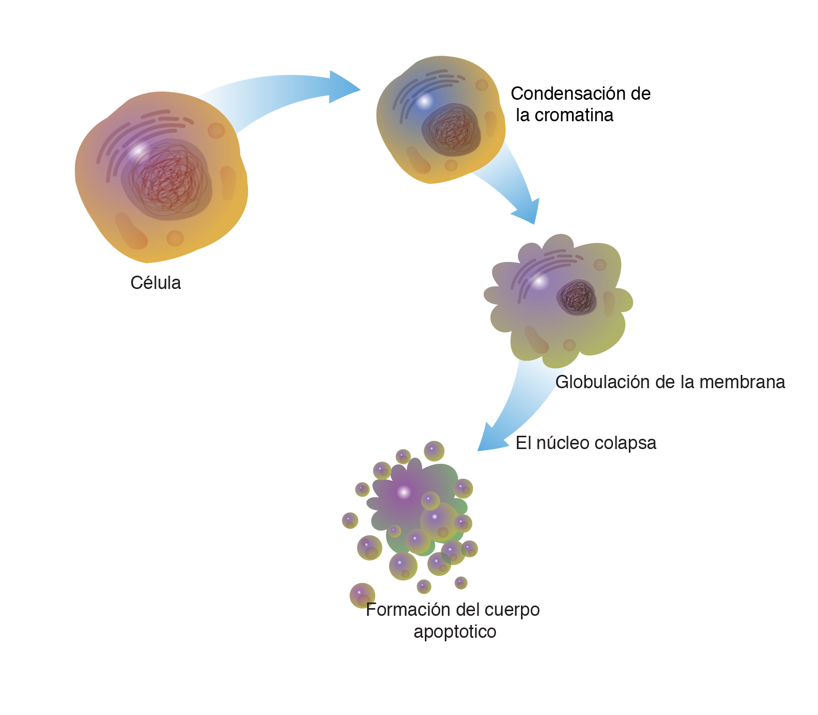 apoptosis