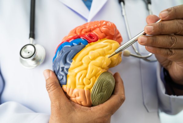 Corteza somatosensorial: funciones y qué ocurre cuando se lesiona 7 Corteza somatosensorial