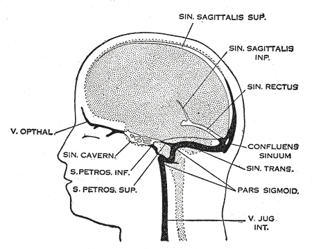 Dural venous sinuses