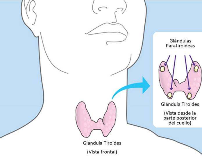 Hyperparathyroidism